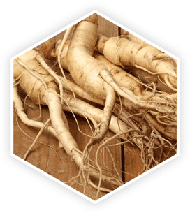 Panax-Ginseng